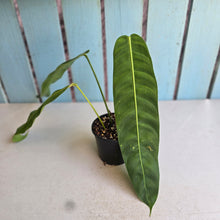 Load image into Gallery viewer, #R55 Philodendron Patriciae