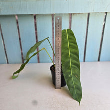 Load image into Gallery viewer, #R55 Philodendron Patriciae