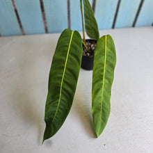 Load image into Gallery viewer, #R55 Philodendron Patriciae