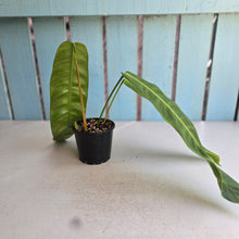 Load image into Gallery viewer, #R55 Philodendron Patriciae
