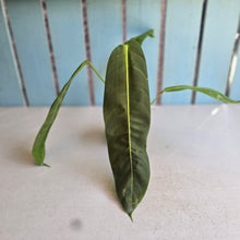 Load image into Gallery viewer, #R17 Philodendron Patriciae