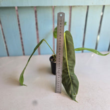 Load image into Gallery viewer, #R17 Philodendron Patriciae