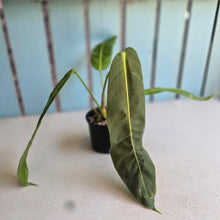 Load image into Gallery viewer, #R17 Philodendron Patriciae