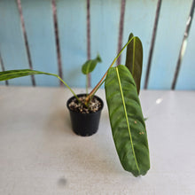 Load image into Gallery viewer, #R17 Philodendron Patriciae