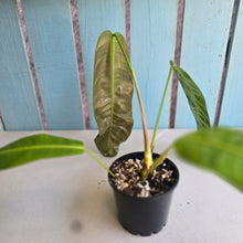 Load image into Gallery viewer, #R17 Philodendron Patriciae