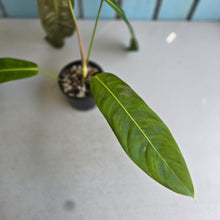 Load image into Gallery viewer, #R17 Philodendron Patriciae