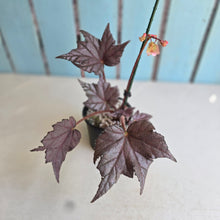 Load image into Gallery viewer, #R113 Begonia Unknown