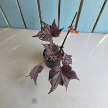 Load image into Gallery viewer, #R113 Begonia Unknown