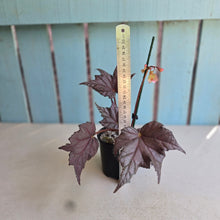 Load image into Gallery viewer, #R113 Begonia Unknown
