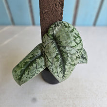 Load image into Gallery viewer, #RB15 Scindapsus Pictus Exotica