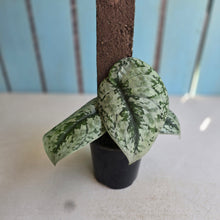 Load image into Gallery viewer, #RB15 Scindapsus Pictus Exotica