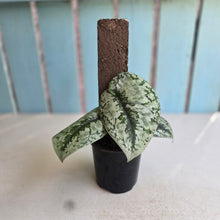 Load image into Gallery viewer, #RB15 Scindapsus Pictus Exotica