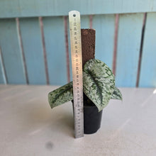 Load image into Gallery viewer, #RB15 Scindapsus Pictus Exotica