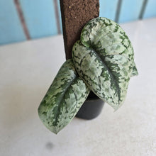 Load image into Gallery viewer, #RB15 Scindapsus Pictus Exotica