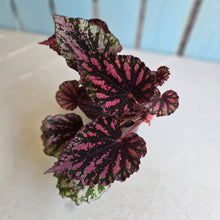 Load image into Gallery viewer, #R221 Begonia Unknown