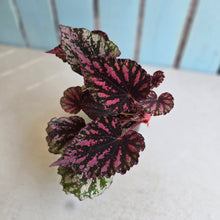 Load image into Gallery viewer, #R221 Begonia Unknown