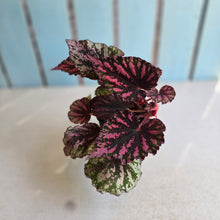 Load image into Gallery viewer, #R221 Begonia Unknown