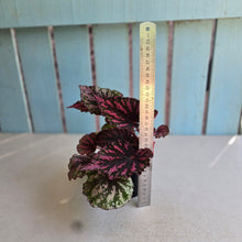 Load image into Gallery viewer, #R221 Begonia Unknown