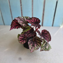 Load image into Gallery viewer, #R221 Begonia Unknown