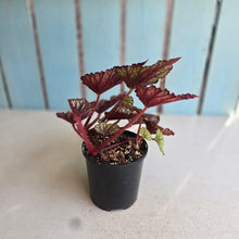 Load image into Gallery viewer, #R221 Begonia Unknown