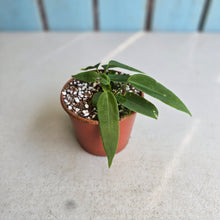 Load image into Gallery viewer, #R491 Two x Anthurium Pallidiflorum Seedlings