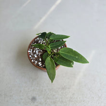 Load image into Gallery viewer, #R491 Two x Anthurium Pallidiflorum Seedlings
