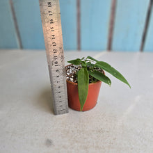 Load image into Gallery viewer, #R491 Two x Anthurium Pallidiflorum Seedlings