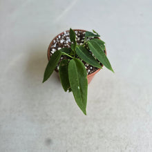 Load image into Gallery viewer, #R491 Two x Anthurium Pallidiflorum Seedlings