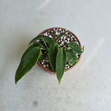 Load image into Gallery viewer, #R491 Two x Anthurium Pallidiflorum Seedlings