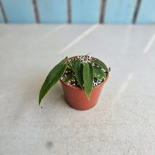 Load image into Gallery viewer, #R491 Two x Anthurium Pallidiflorum Seedlings