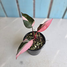 Load image into Gallery viewer, #RD15 Philodendron Pink Princess