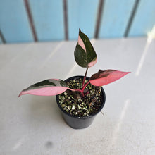 Load image into Gallery viewer, #RD15 Philodendron Pink Princess