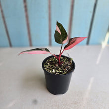 Load image into Gallery viewer, #RD15 Philodendron Pink Princess