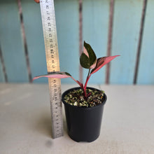 Load image into Gallery viewer, #RD15 Philodendron Pink Princess