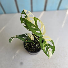 Load image into Gallery viewer, #D998 Variegated Monstera Adansonii