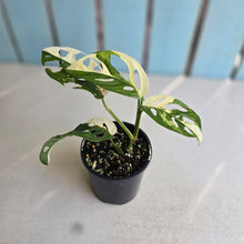 Load image into Gallery viewer, #D998 Variegated Monstera Adansonii