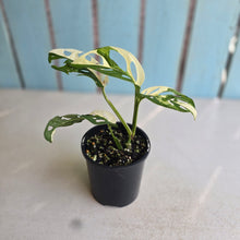 Load image into Gallery viewer, #D998 Variegated Monstera Adansonii