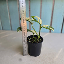 Load image into Gallery viewer, #D998 Variegated Monstera Adansonii