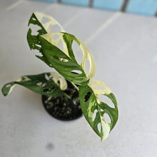 Load image into Gallery viewer, #D998 Variegated Monstera Adansonii