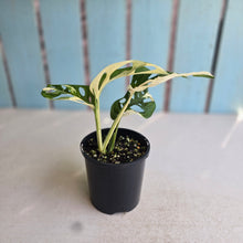 Load image into Gallery viewer, #D998 Variegated Monstera Adansonii