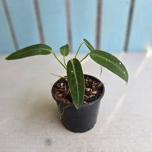 Load image into Gallery viewer, #R323 Anthurium Warocqueanum