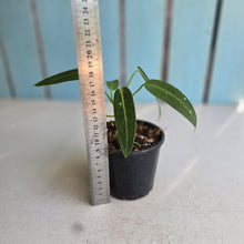 Load image into Gallery viewer, #R323 Anthurium Warocqueanum