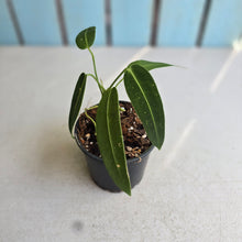 Load image into Gallery viewer, #R323 Anthurium Warocqueanum