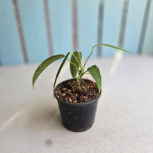 Load image into Gallery viewer, #R323 Anthurium Warocqueanum