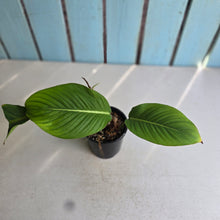 Load image into Gallery viewer, #RD12 Philodendron Geniculatum