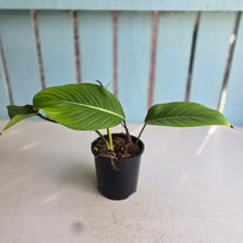 Load image into Gallery viewer, #RD12 Philodendron Geniculatum
