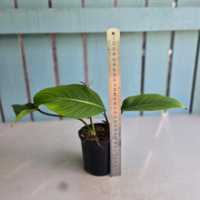 Load image into Gallery viewer, #RD12 Philodendron Geniculatum