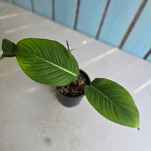 Load image into Gallery viewer, #RD12 Philodendron Geniculatum