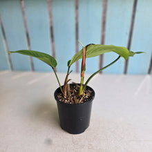 Load image into Gallery viewer, #RD12 Philodendron Geniculatum