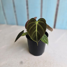 Load image into Gallery viewer, #RA11 Philodendron El Choco
